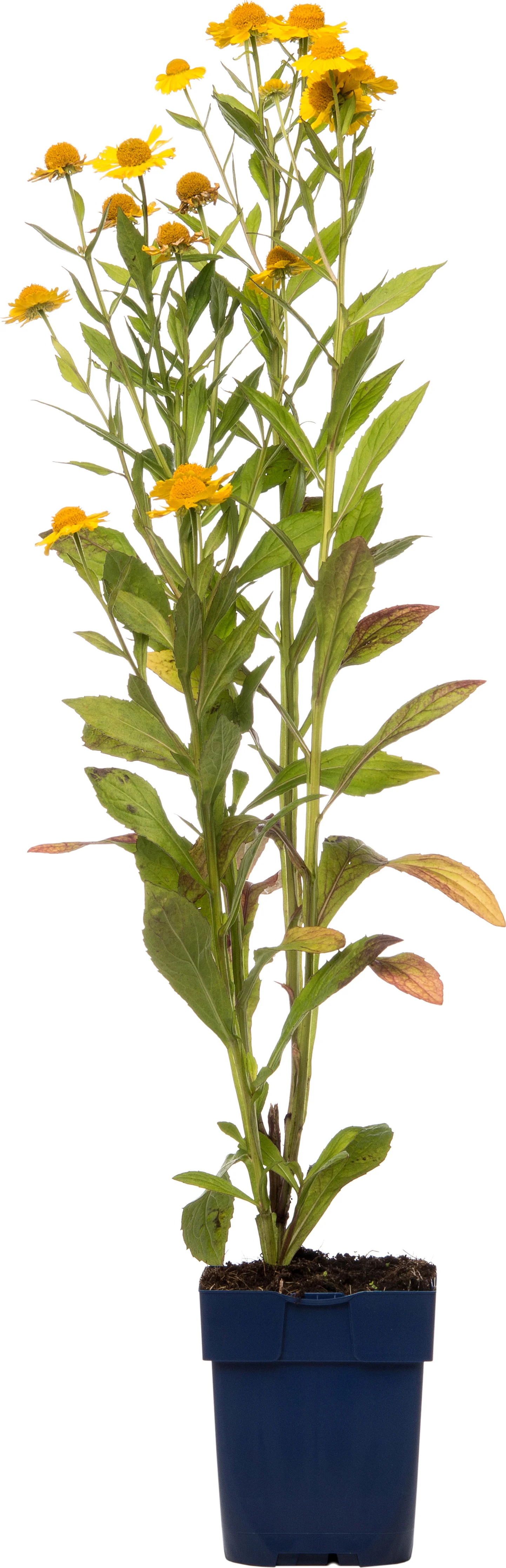Zonnekruid (Helenium bigelovii 'The Bischop') D 9 H 15 cm