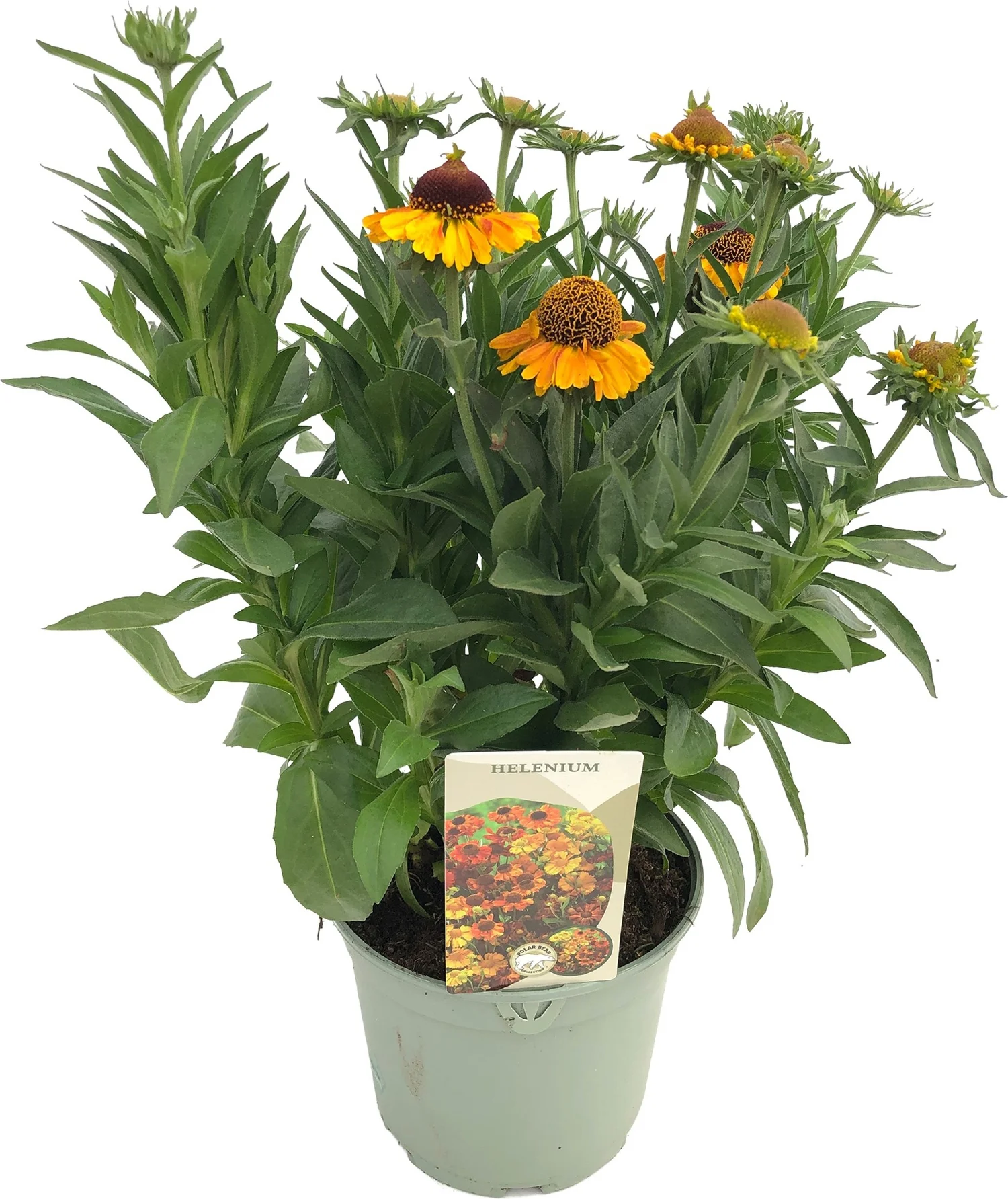 Zonnekruid (Helenium 'Short 'n Sassy') D 9 H 15 cm