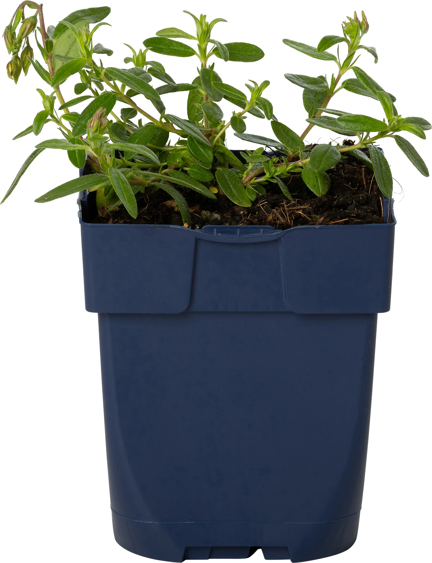 Zonneroosje (Helianthemum 'Bronzeteppich') D 9 H 15 cm