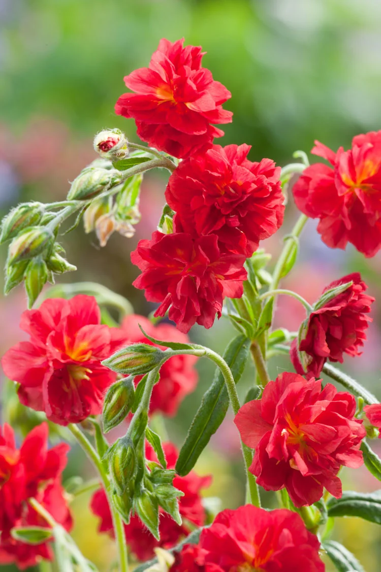 Zonneroosje (Helianthemum 'Cerise Queen') D 9 H 15 cm