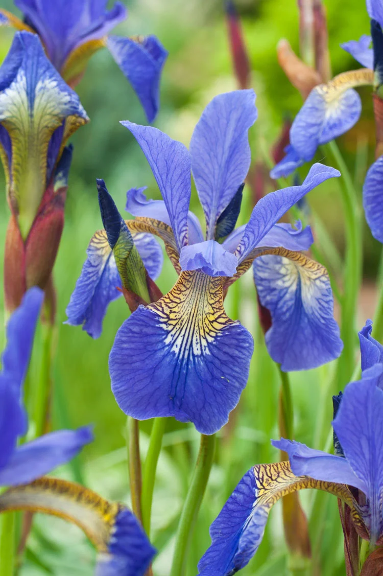 Siberische Lis (Iris sibirica 'Blue King') D 9 H 15 cm