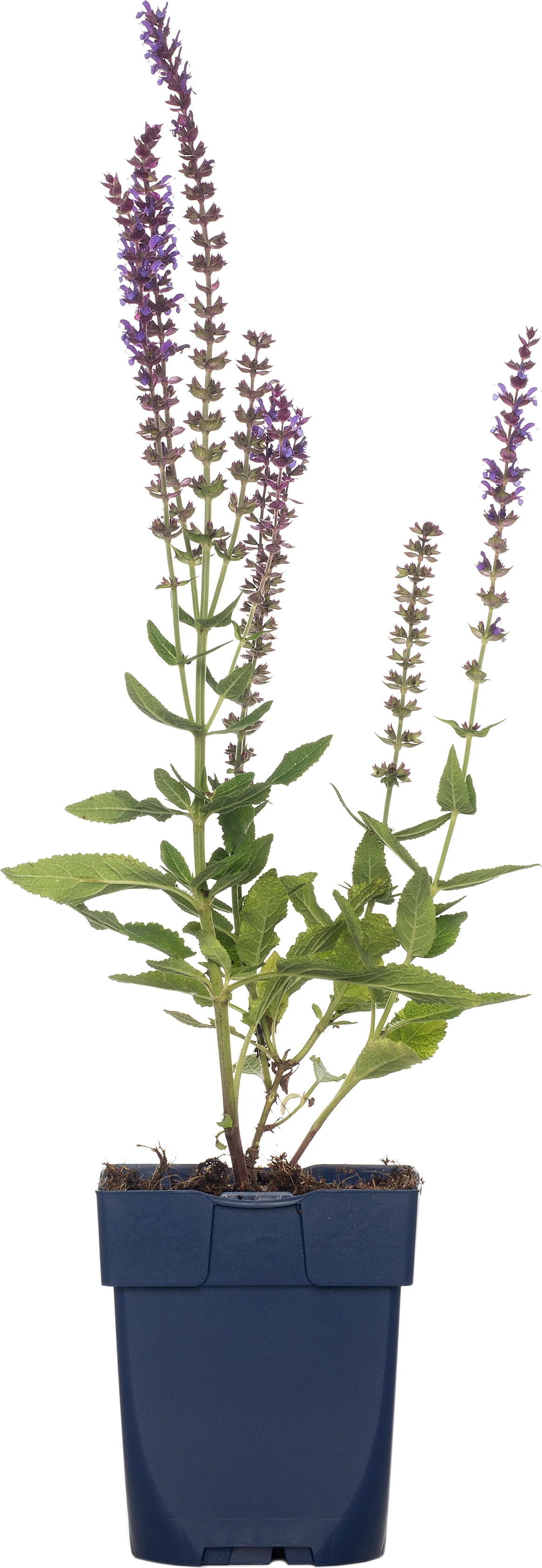 Siersalie (Salvia nemorosa 'Ostfriesland') D 15 H 15 cm