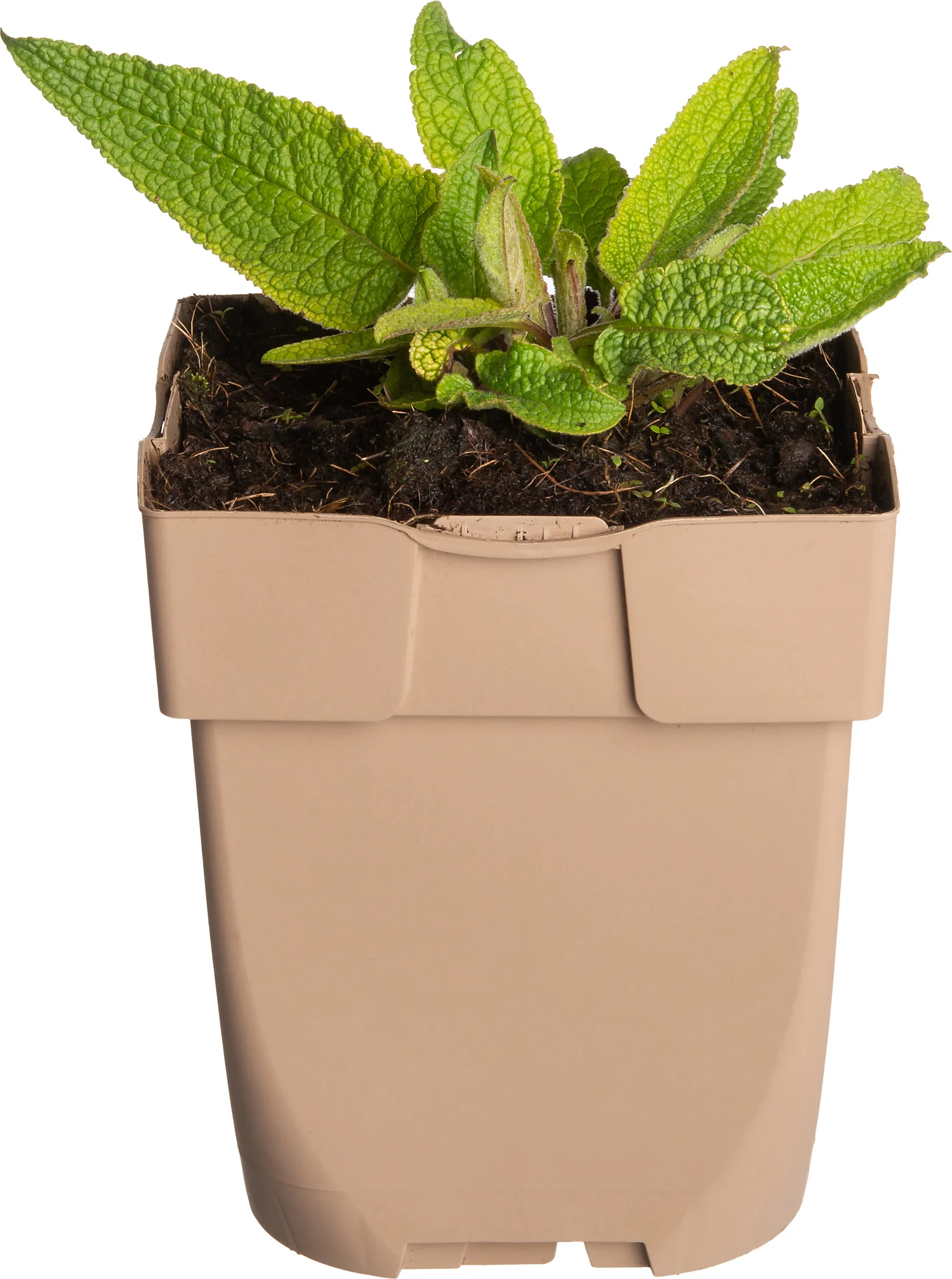 Zwarte toorts (Verbascum nigrum) D 9 H 15 cm