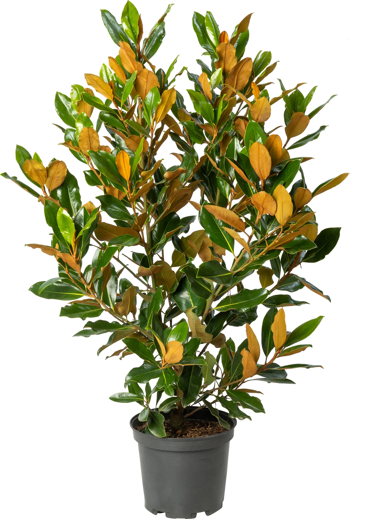 Magnolia (Magnolia grandiflora 'Little Gem') D 26 H 60 cm