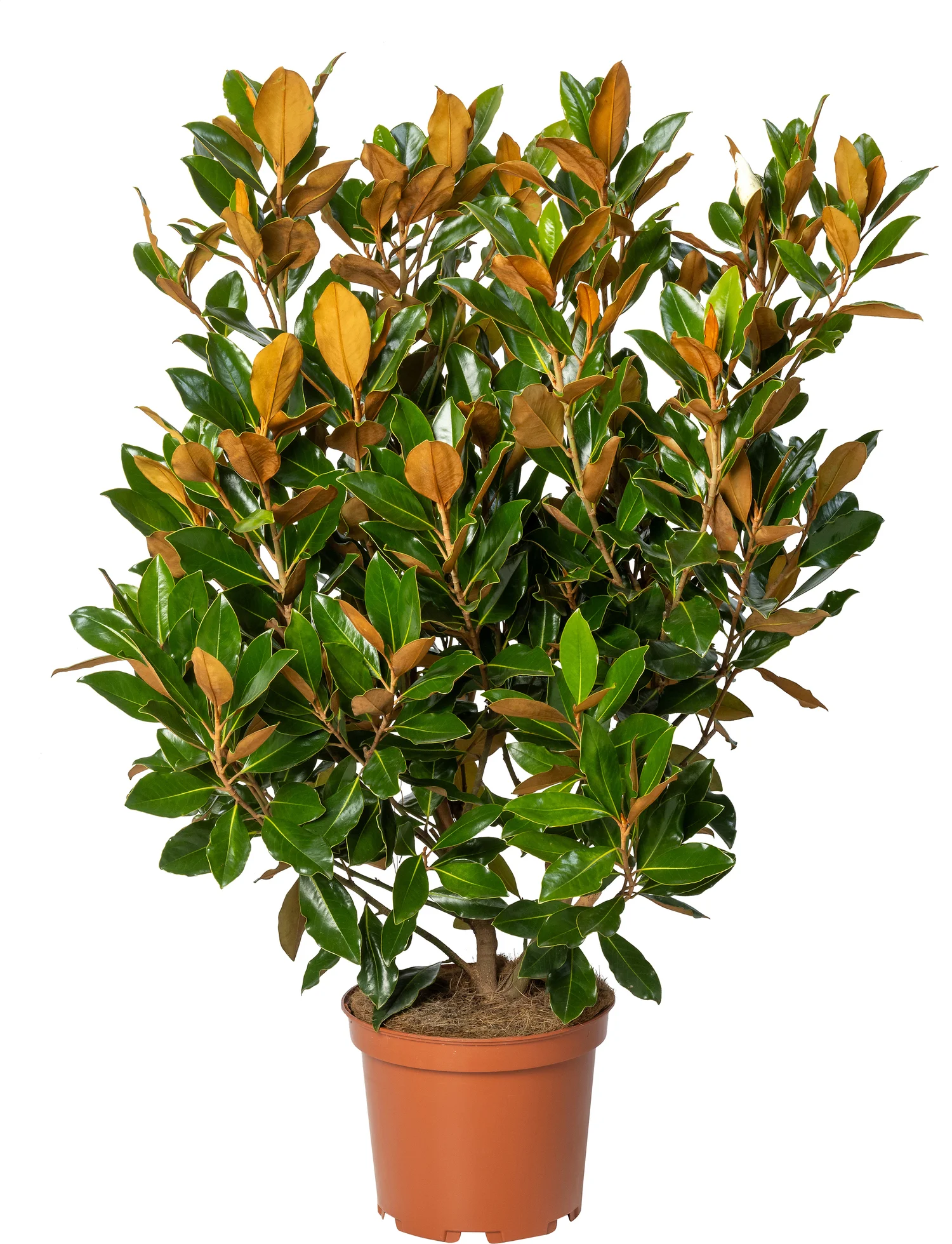 Magnolia (Magnolia grandiflora 'Little Gem') D 29 H 90 cm