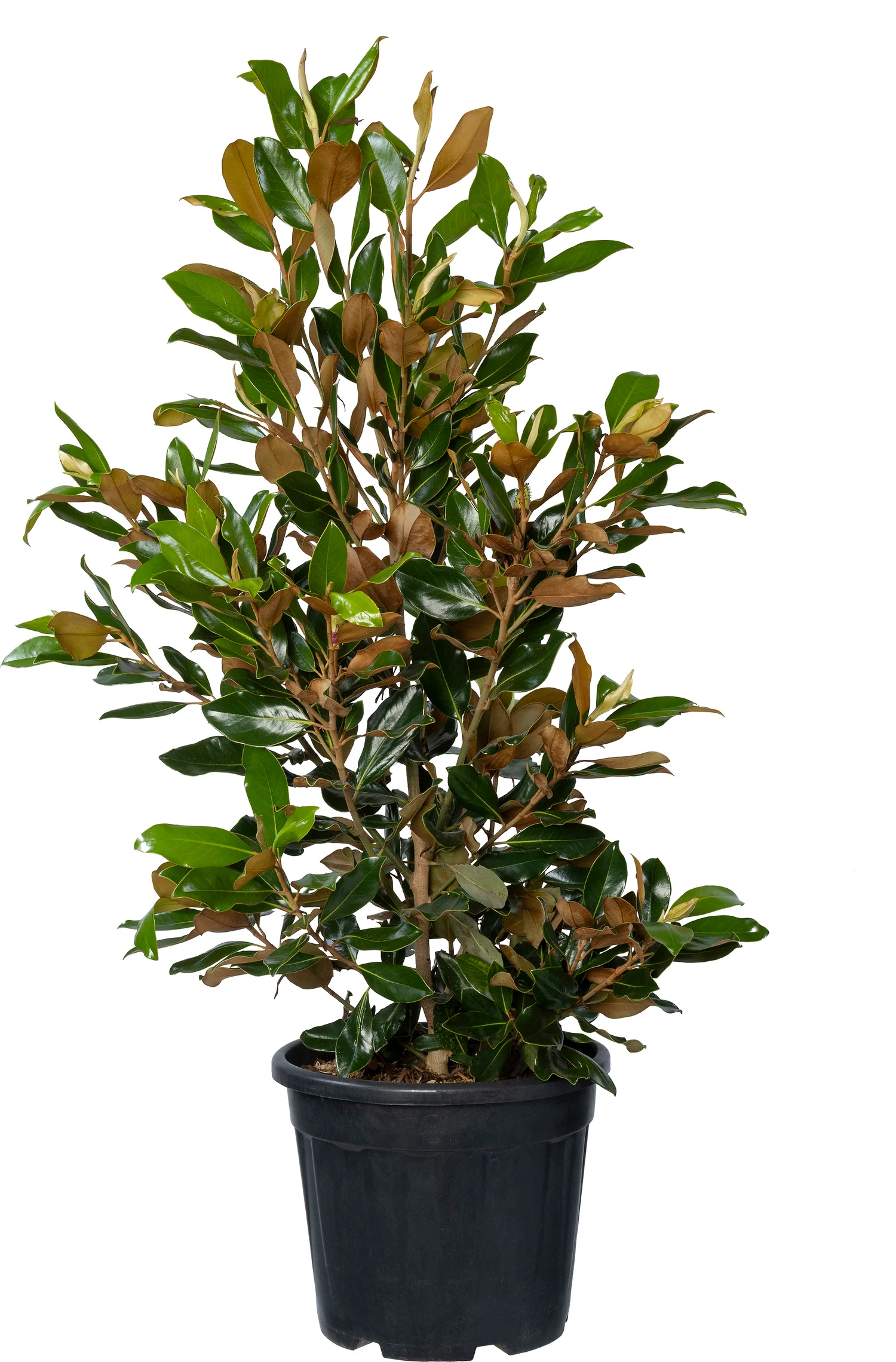 Magnolia (Magnolia grandiflora 'Little Gem') D 30 H 100 cm