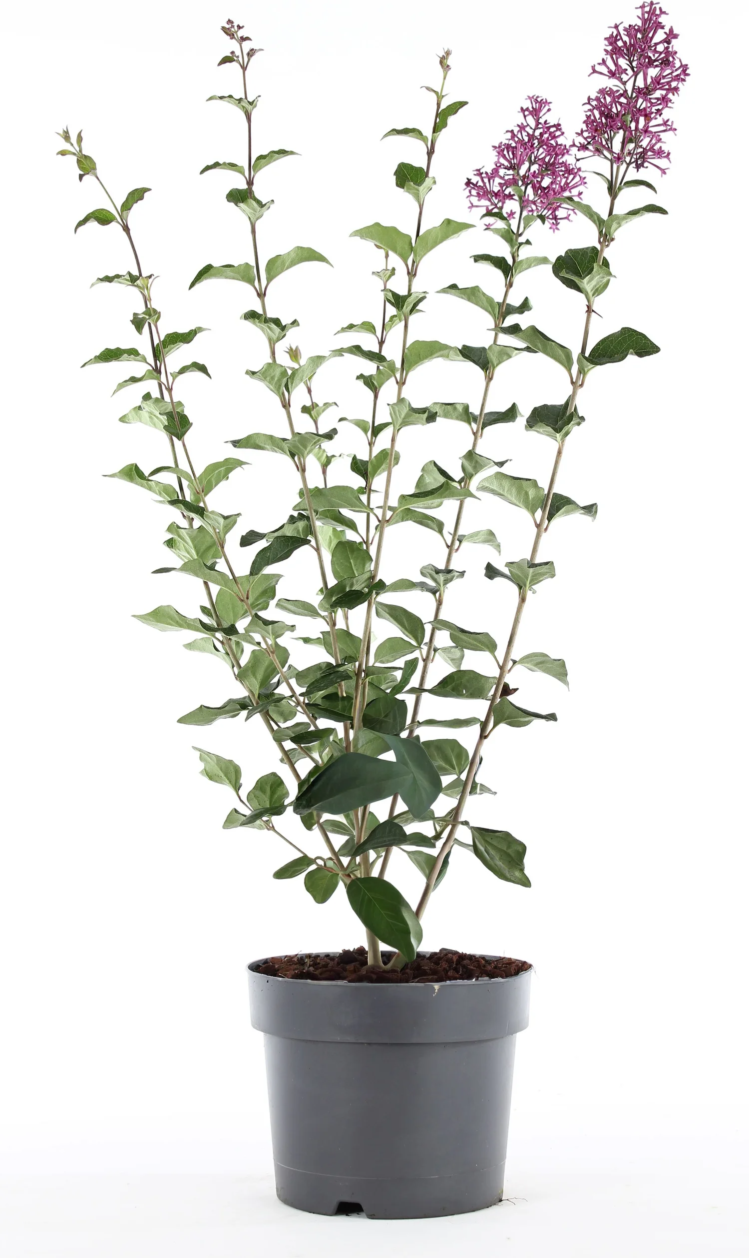Sering (Syringa 'Dark Purple') D 19 H 50 cm