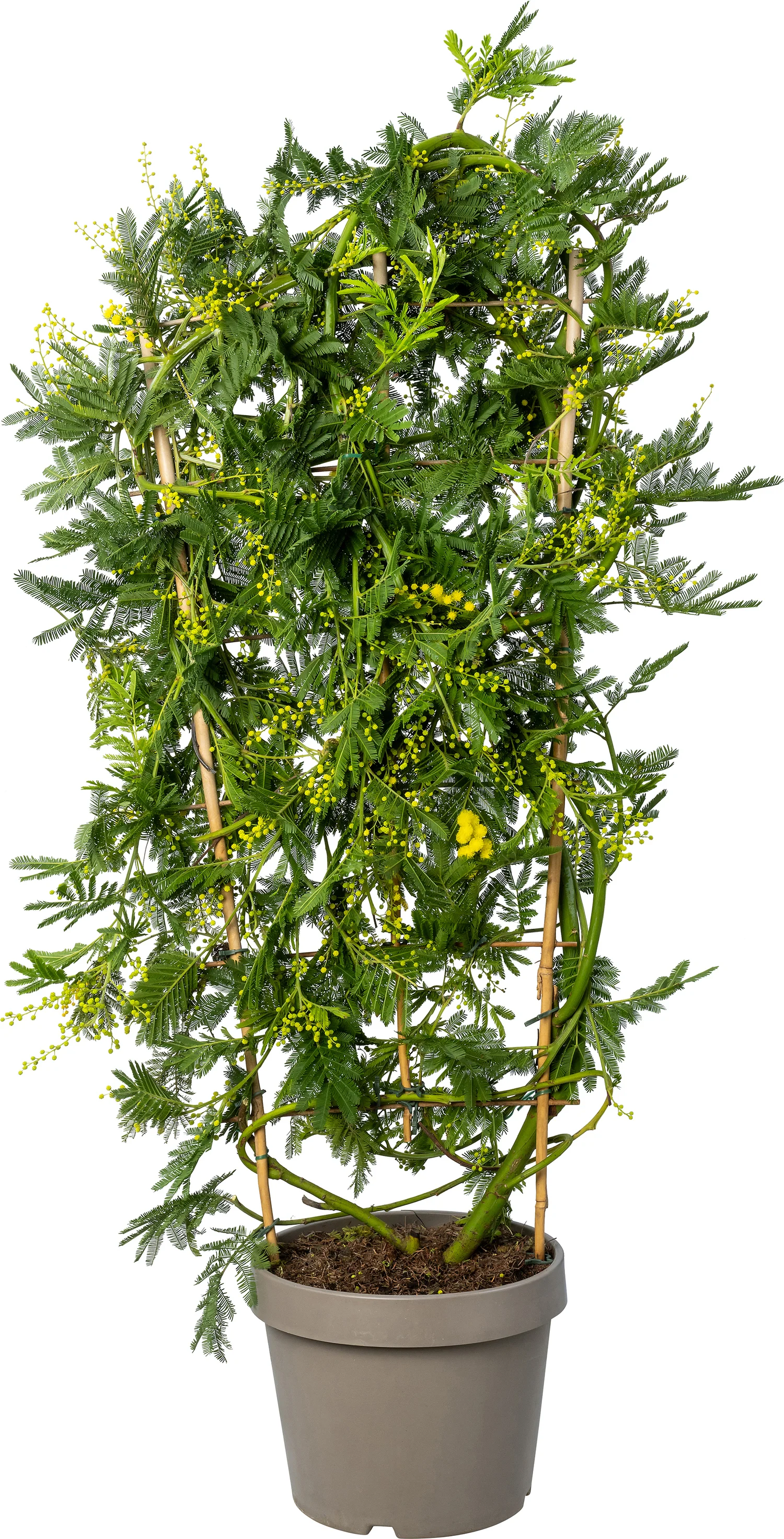Mimosa (Acacia dealbata) D 24 H 110 cm