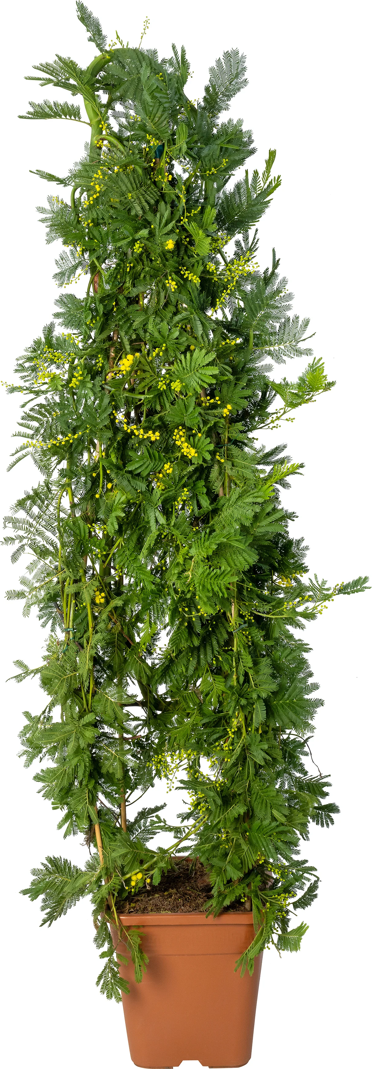 Mimosa (Acacia dealbata) D 30 H 150 cm