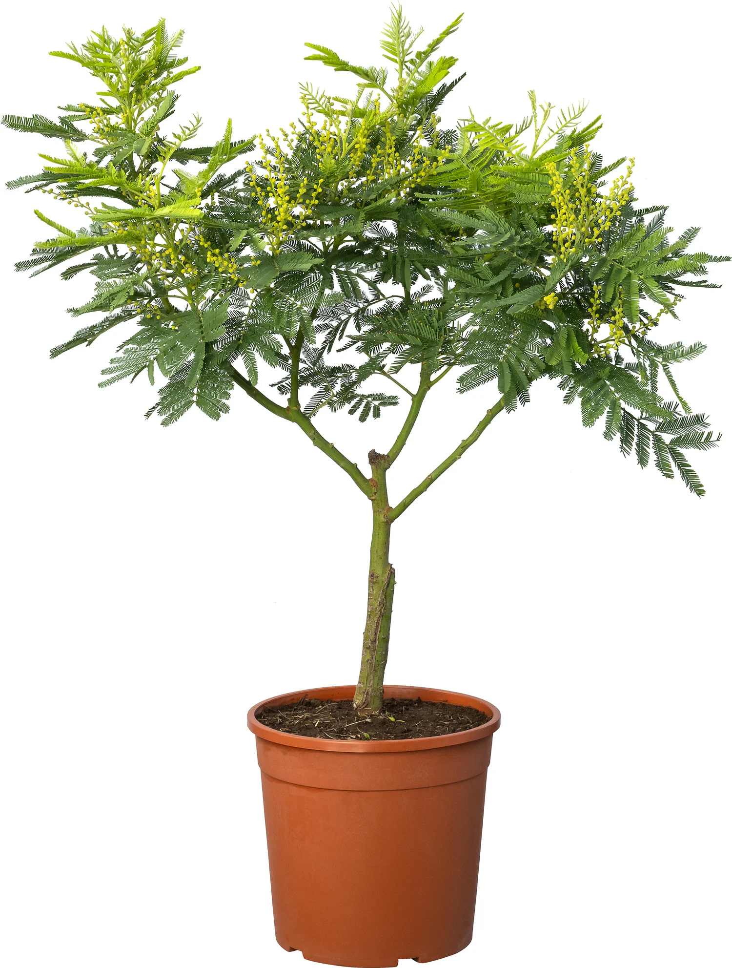 Mimosa (Acacia dealbata) D 20 H 60 cm