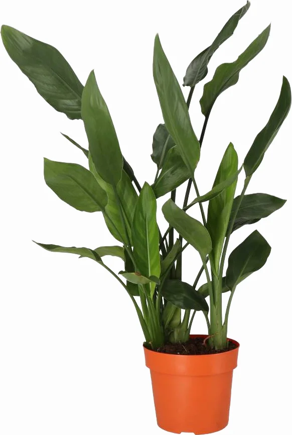 Paradijsvogelbloem (Strelitzia reginae)