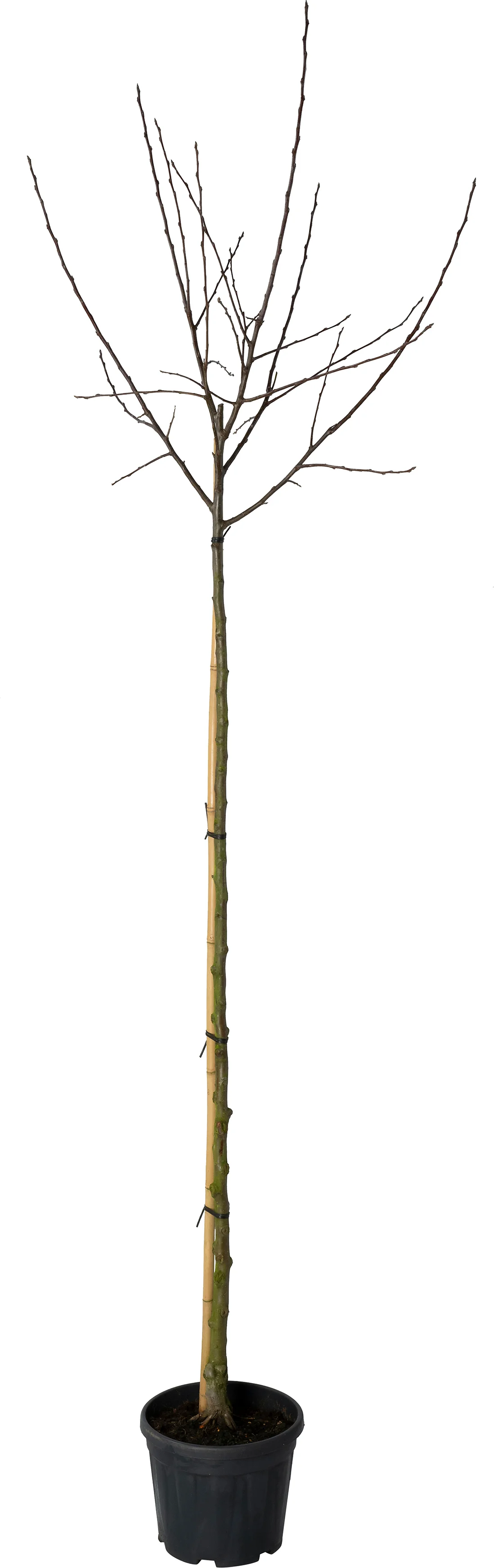 Sierappel (Malus 'Evereste') D 28 H 300 cm