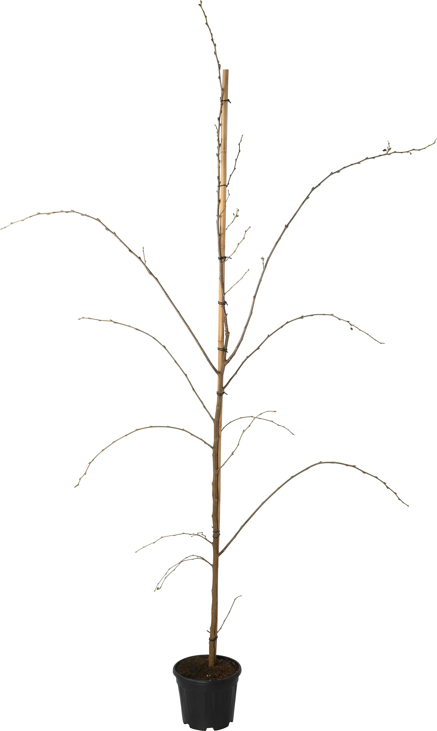 Moerbei (Morus rotundiloba 'Mojo Berry') D 28 H 300 cm