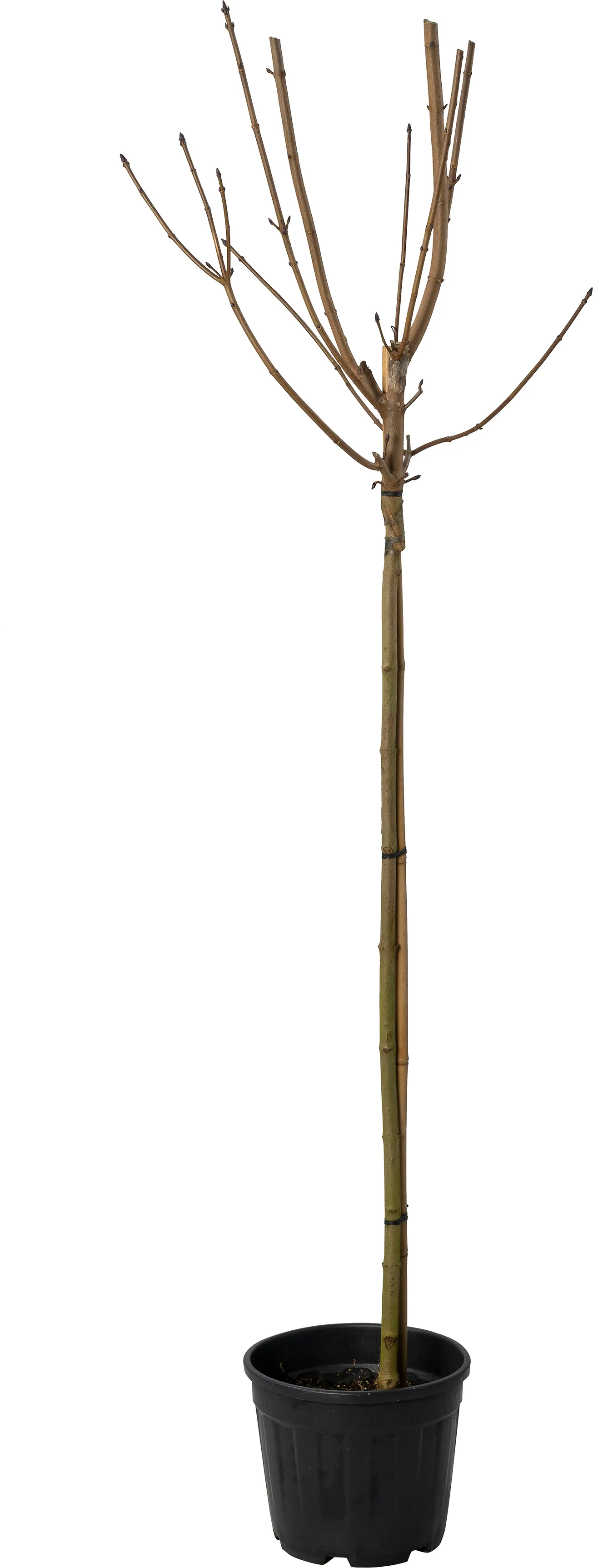 Rode pavia (Aesculus pavia 'Discolor' ) D 32 H 300 cm