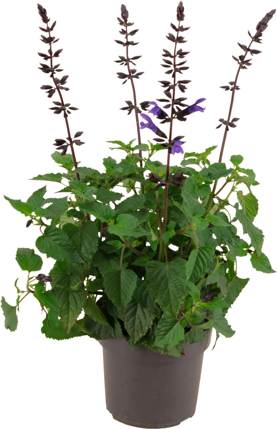 Siersalie (Salvia 'Salgoon Lake Blueberry') D 17 H 50 cm