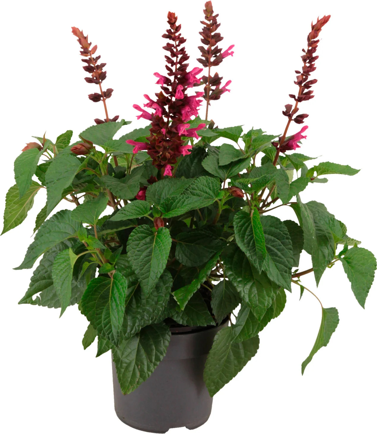 Siersalie (Salvia 'Salgoon Lake Flamingo') D 17 H 50 cm