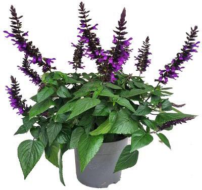 Siersalie (Salvia 'Purple & Bloom') D 23 H 70 cm