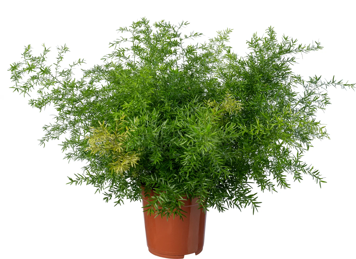 Sierasperge (Asparagus densiflorus 'Cwebe') D 21 H 50 cm