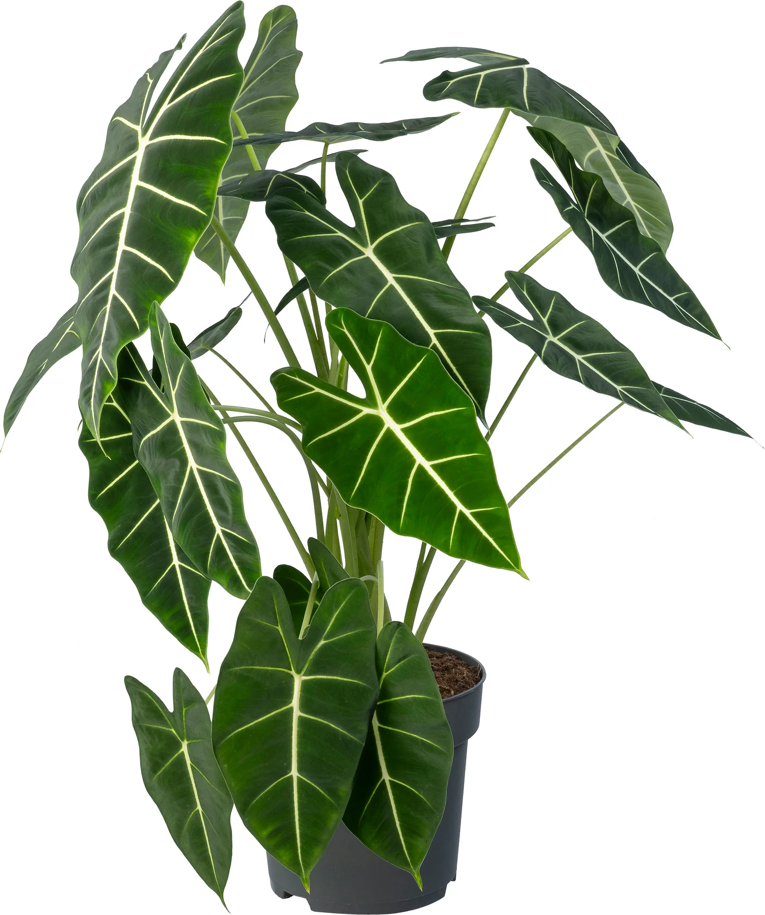 Olifantsoor (Alocasia 'Frydek') D 24 H 80 cm